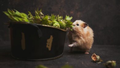 Best Live Trap For Mice