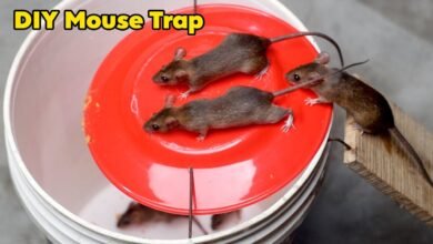 Home Made Mouse Trap With Bucket