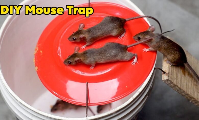 Home Made Mouse Trap With Bucket