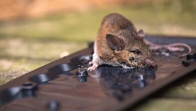 catching mice with glue traps