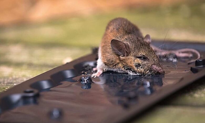catching mice with glue traps