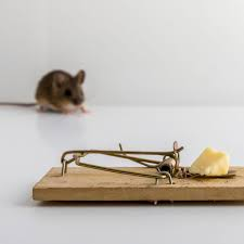 Tips for setting up and baiting the homemade mouse trap